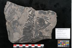 Foto (Objekt + Etikett) von Asterocarpus meriani Br. (NHMW-GEO-2024-0188-10498)